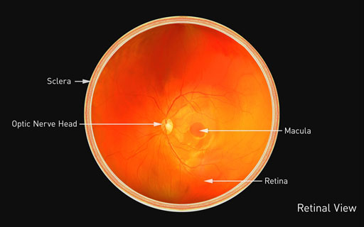 Retinal Care